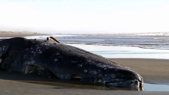 WA gray whale deaths hit 23 after latest Olympic Coast discovery