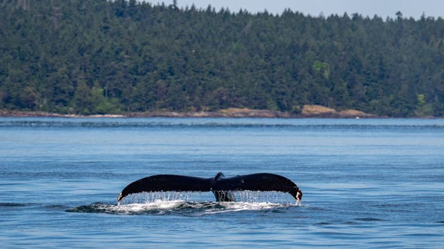 Humpback whale Big Mama returns to Washington waters