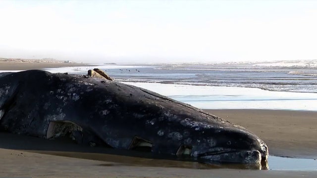 WA gray whale deaths hit 23 after latest Olympic Coast discovery