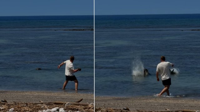 Seattle man investigated after video shows him throwing rock at Hawaii monk seal