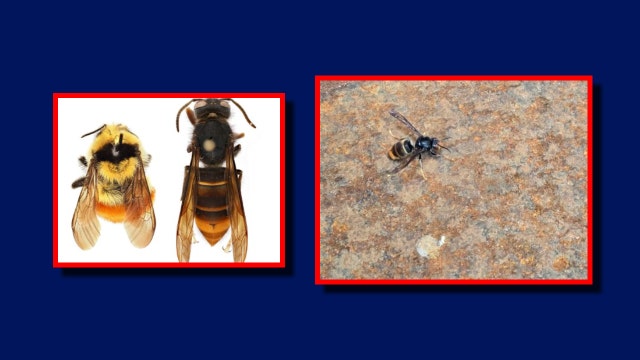 Watch out for yellow-legged hornets in WA, new spotting sparks honey bee fears