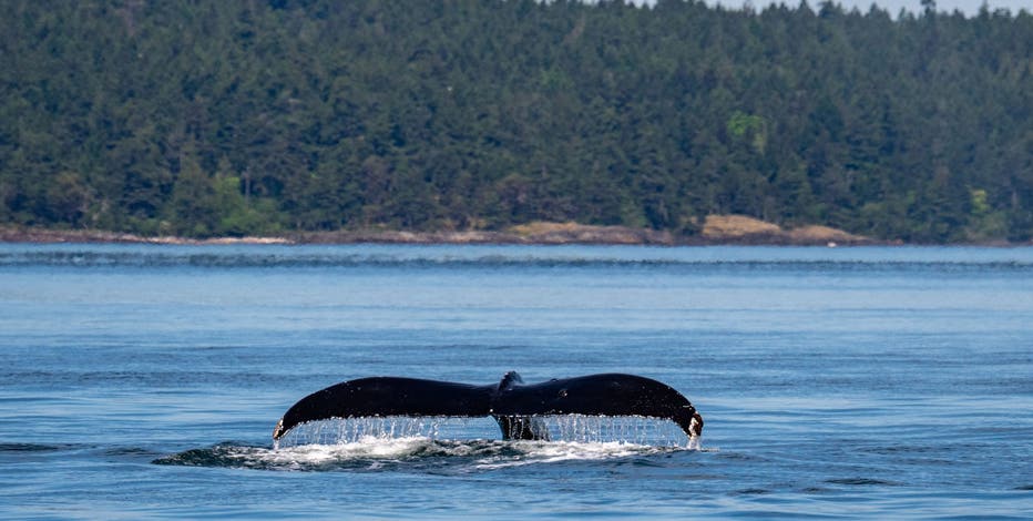 Humpback whale Big Mama returns to Washington waters