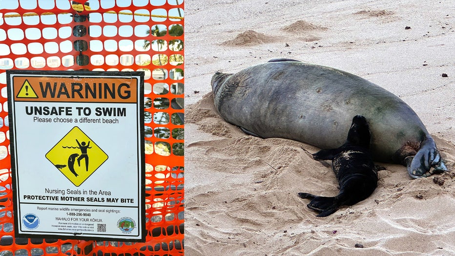 Hawaiian monk seal Kaiwi (RK96) and her newborn pup on Kaimana Beach, May 4, 2026.
