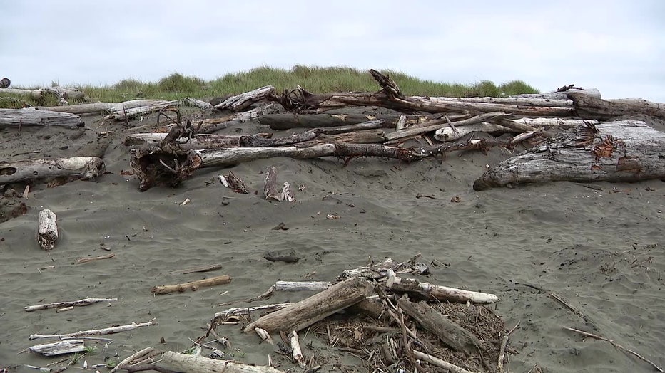 Gray Whale Covered In Driftwood And Sand