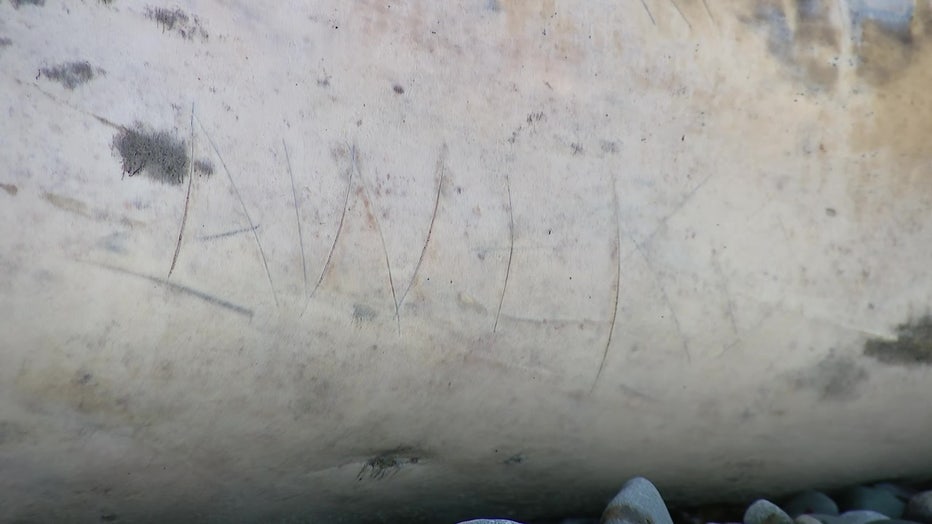 Whale Carcass Initials