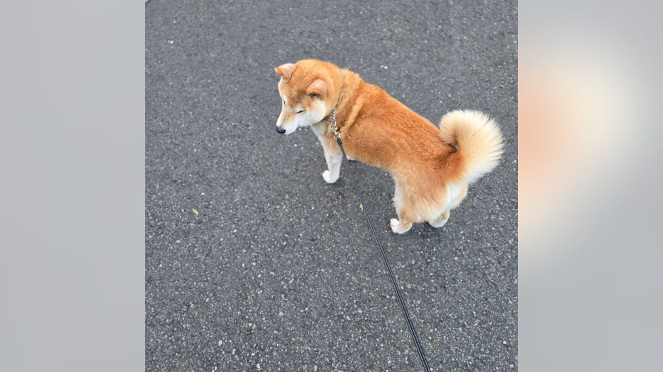 Parker The Shiba Inu