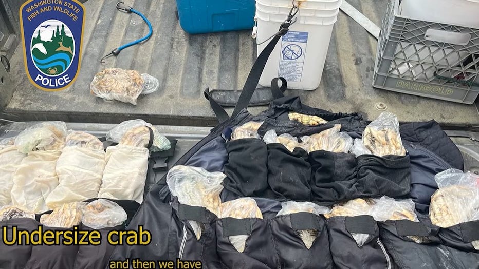 Fish and Wildlife officers cited four people for illegally harvesting 21 Dungeness crabs along the Washington coast. The group hid the crabs inside specialized sewn-in clothing pouches, a puffer jacket, and custom-made bandoliers. State officials found that 19 of the seized crabs were undersized and one was a female, which law requires to be released.