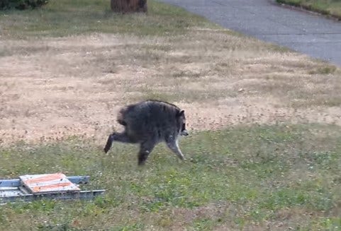 Who is 'Jimothy'? Why a Seattle raccoon has gone viral