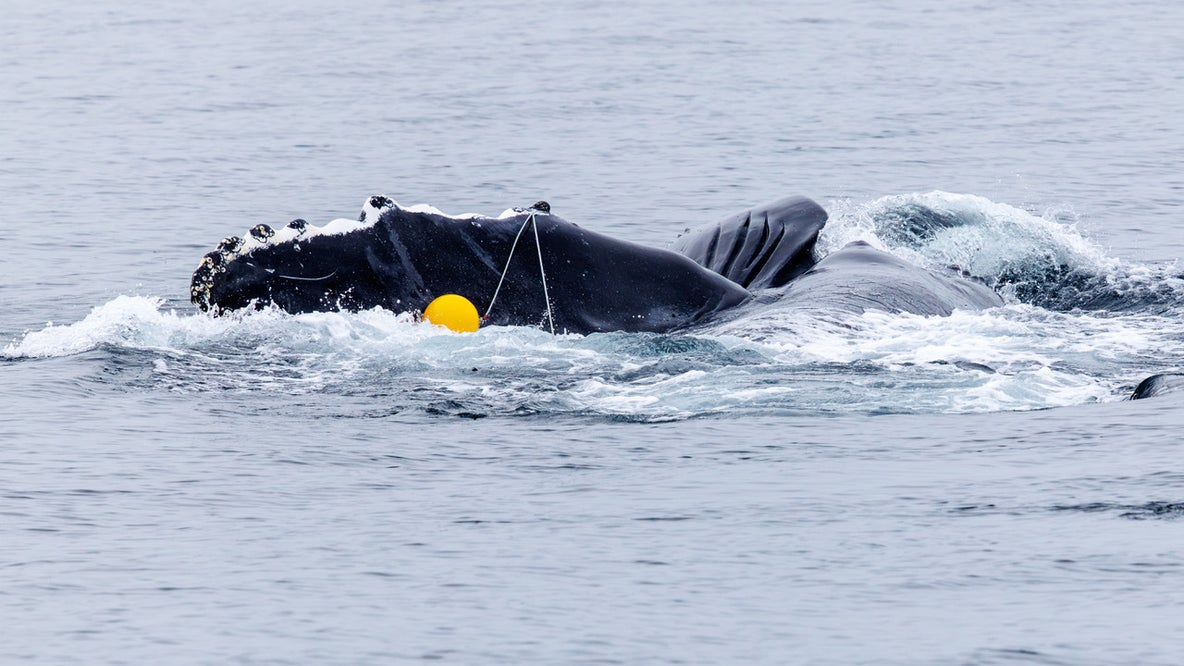 'Pop Tart' the whale is free again after US-Canada joint rescue mission