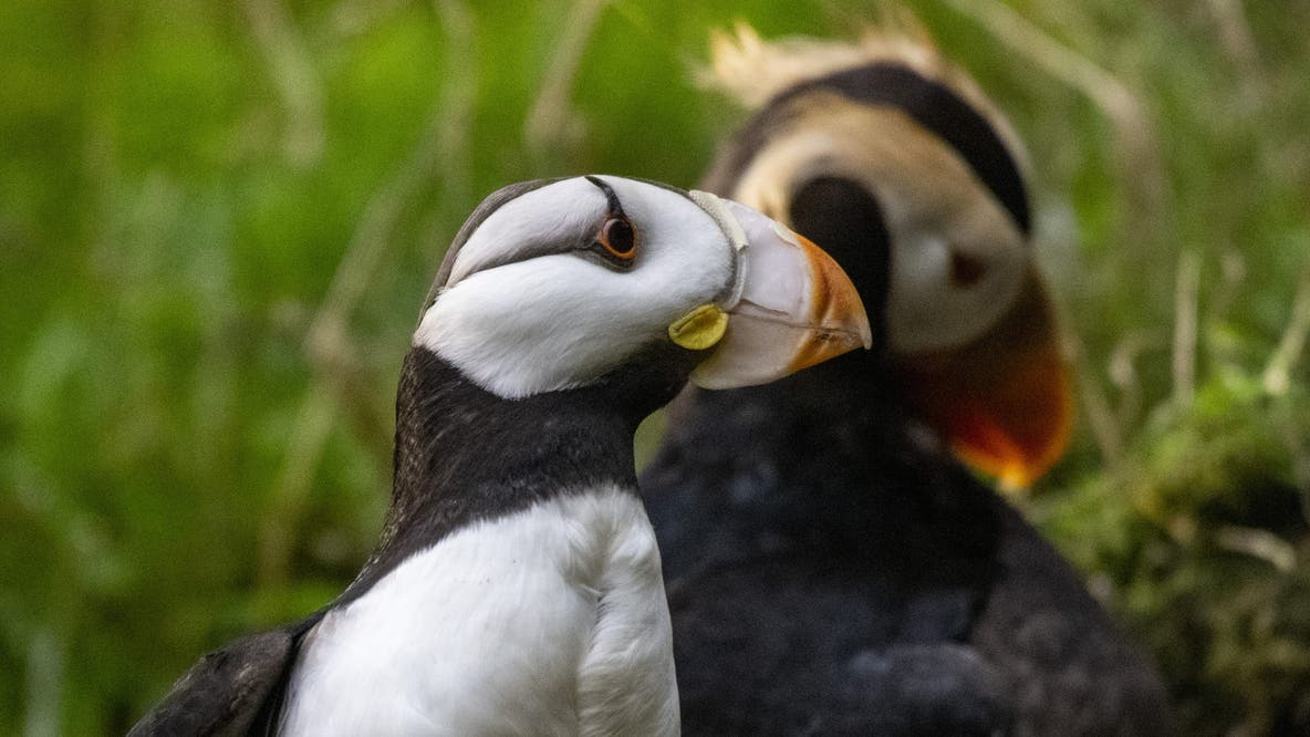 Tacoma, WA's Point Defiance Zoo closes puffin exhibit after 3 birds die