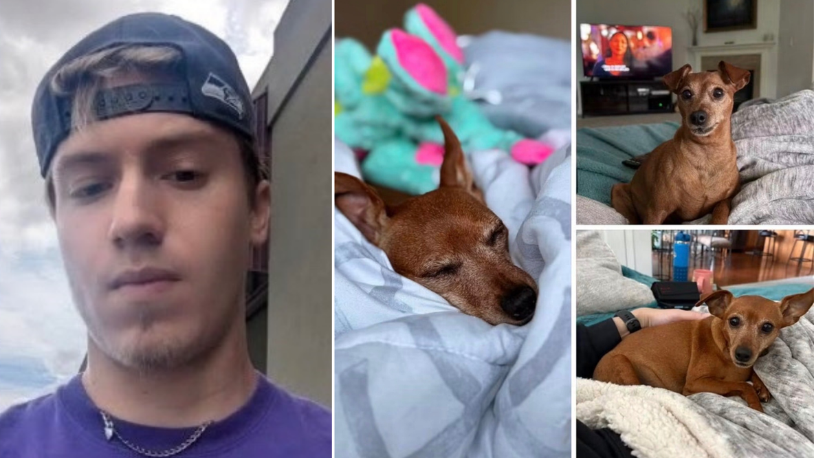 Thurston County, WA couple desperate to find dog after Rover sitter vanishes