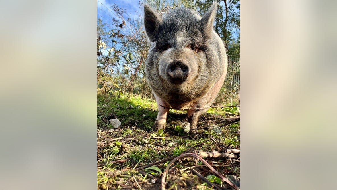 Vashon Island, WA family searching for stolen 350-pound pet pig