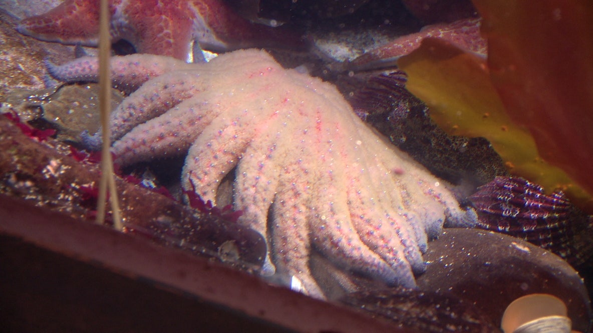 Can Washington bring back the sunflower sea star? Inside a rare conservation effort