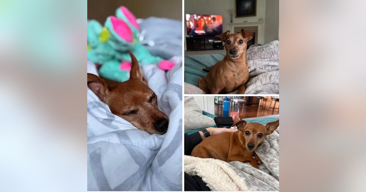 Thurston County, WA couple desperate to find dog after Rover sitter vanishes