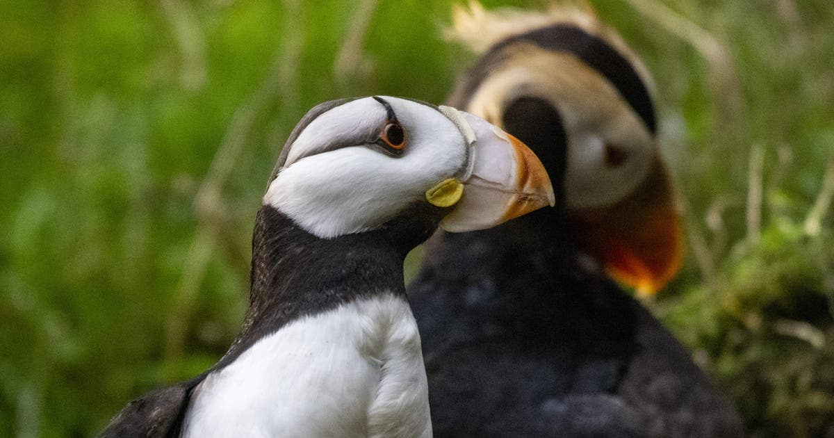 Tacoma, WA's Point Defiance Zoo closes puffin exhibit after 3 birds die