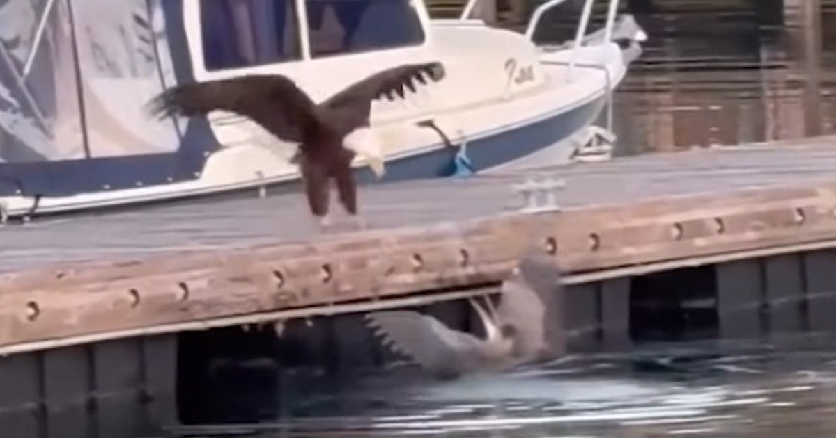 Orcas Island, WA showdown: Blue heron, bald eagle fight goes viral