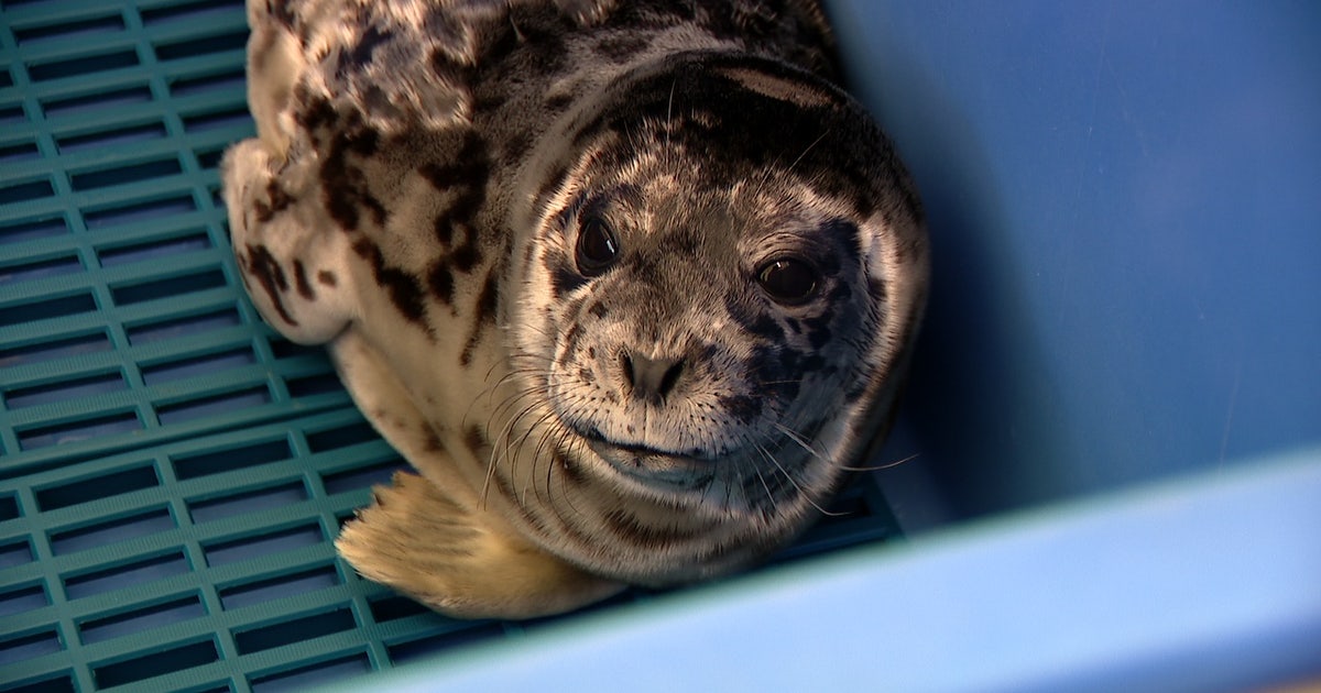 Harbor seal pup shot in head near Bellingham, WA