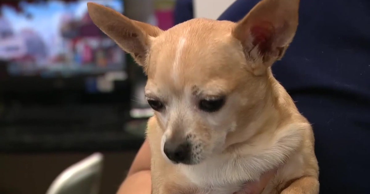 Scammers use AI of lost pets to target heartbroken owners