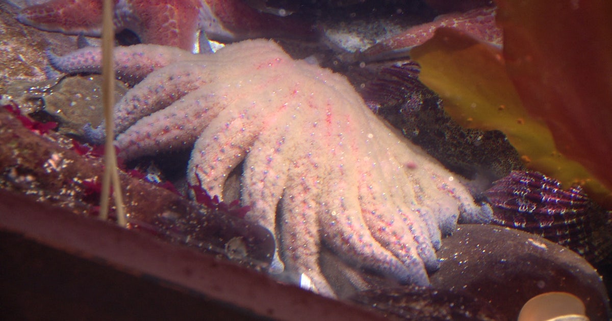 Can Washington bring back the sunflower sea star? Inside a rare conservation effort