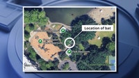 Park staff find rabid bat near playground in Renton, WA