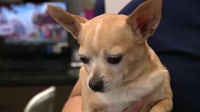 ‘A new low’: Scammers use AI of lost pets to target heartbroken owners