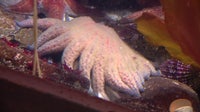 Can Washington bring back the sunflower sea star? Inside a rare conservation effort