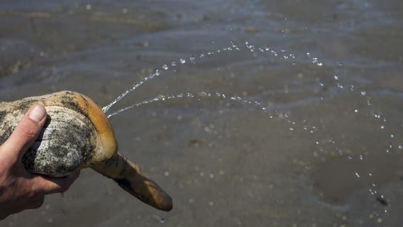 'Lethal' toxin levels close Hood Canal, WA shellfish harvesting