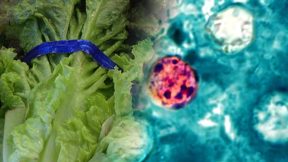 Is WA affected by the Taco Bell lettuce parasite outbreak? What to know