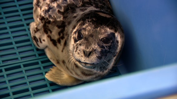 Harbor seal pup shot in head near Bellingham, WA