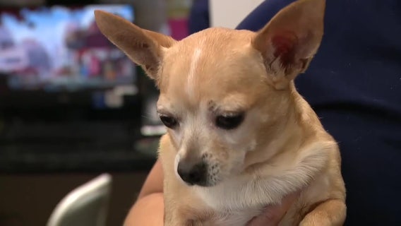‘A new low’: Scammers use AI of lost pets to target King County, WA owners