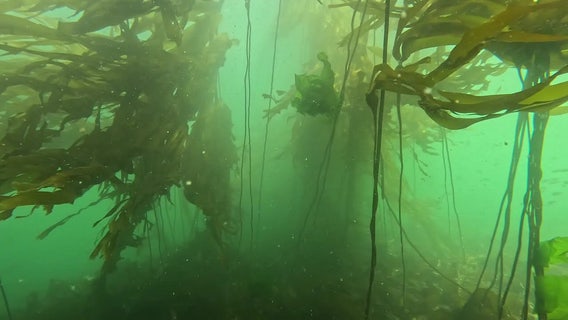 Washington's heat wave has marine scientists keeping a close eye on Puget Sound