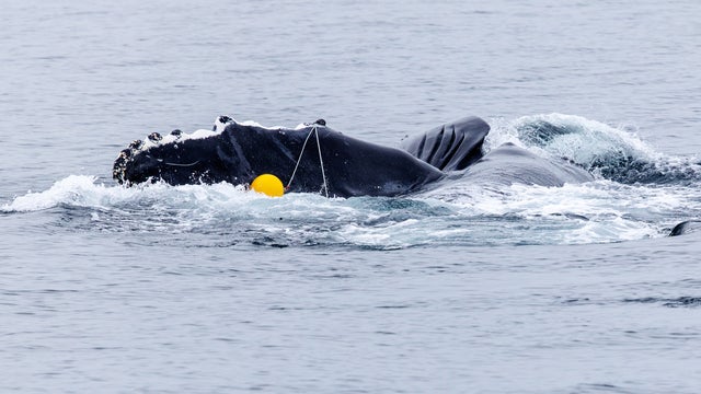 'Pop Tart' the whale is free again after US-Canada joint rescue mission