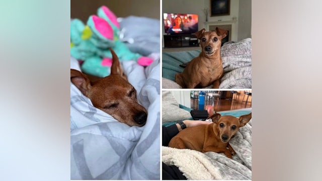 Thurston County, WA couple desperate to find dog after Rover sitter vanishes