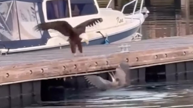 Orcas Island, WA showdown: Blue heron, bald eagle fight goes viral
