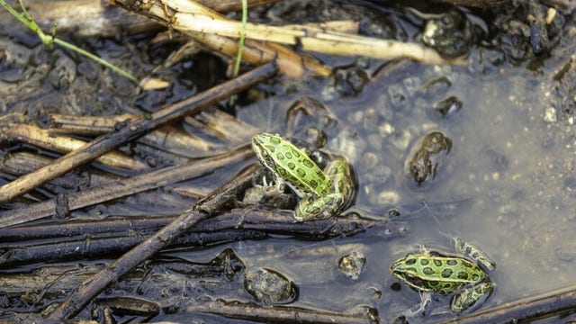 WDFW asks for public input on 'endangered' WA frog