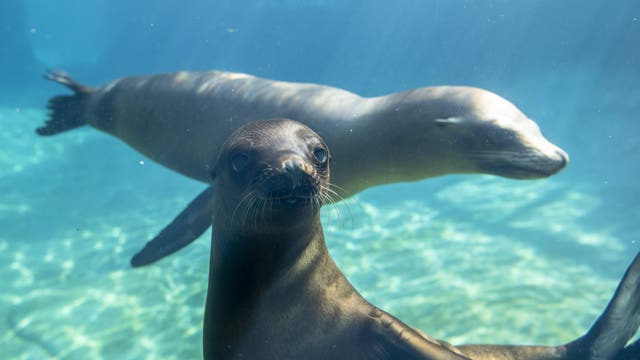 Owen makes his debut: New sea lion dives into Tacoma, WA Point Defiance Zoo, Aquarium
