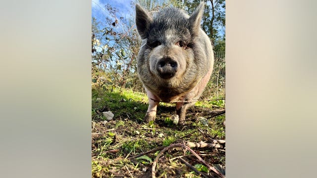 Vashon Island, WA family searching for stolen 350-pound pet pig