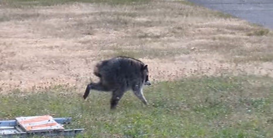 Who is 'Jimothy'? Why a Seattle raccoon has gone viral