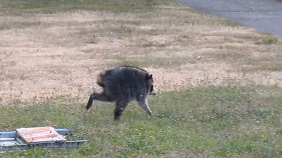 Jimothy The Racoon Spotted In Ballard