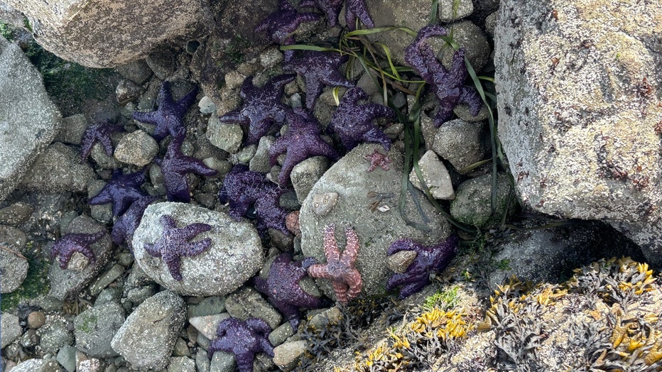 starfish on rocks at low tide in Washington state