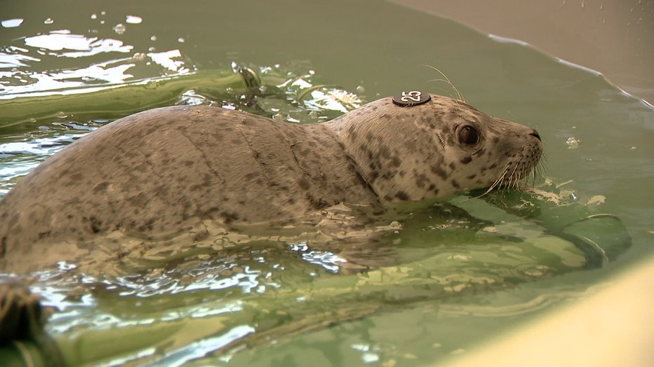 Harbor Seal Pup Shot Near Bellingham