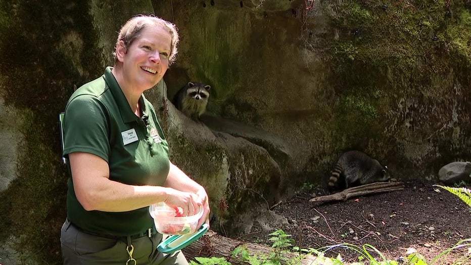 Raccoons At Northwest Trek