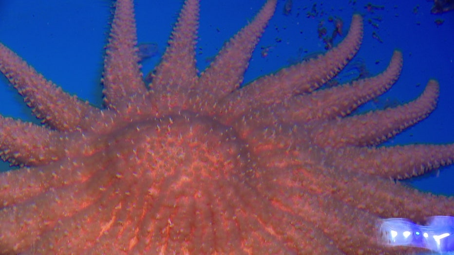 Sunflower Seastar