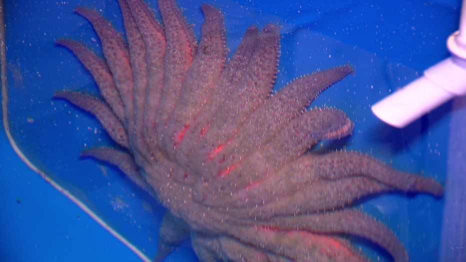 Sunflower Seastar