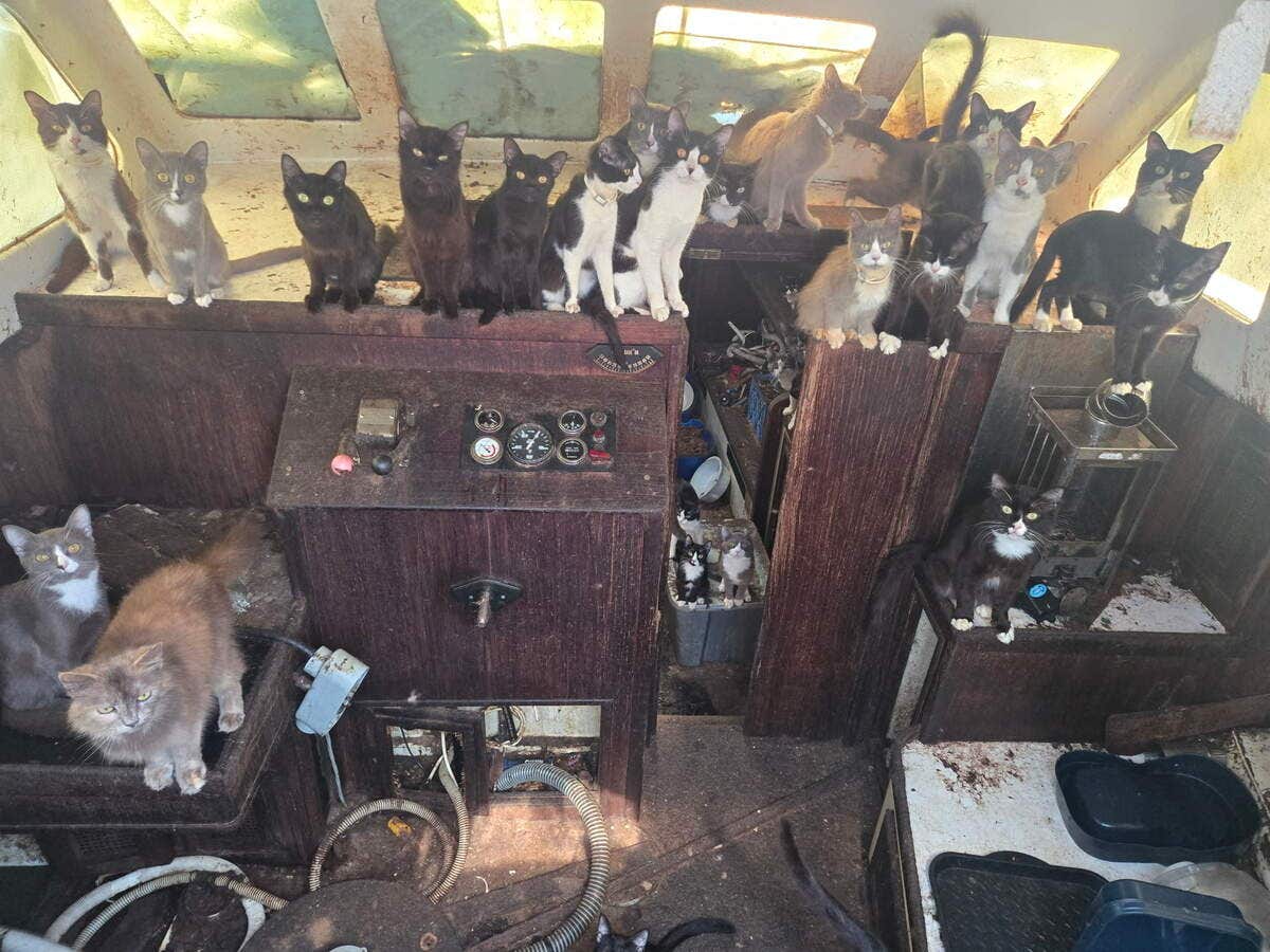 Tacoma, WA Humane Society overwhelmed after 80 cats rescued from boat, car