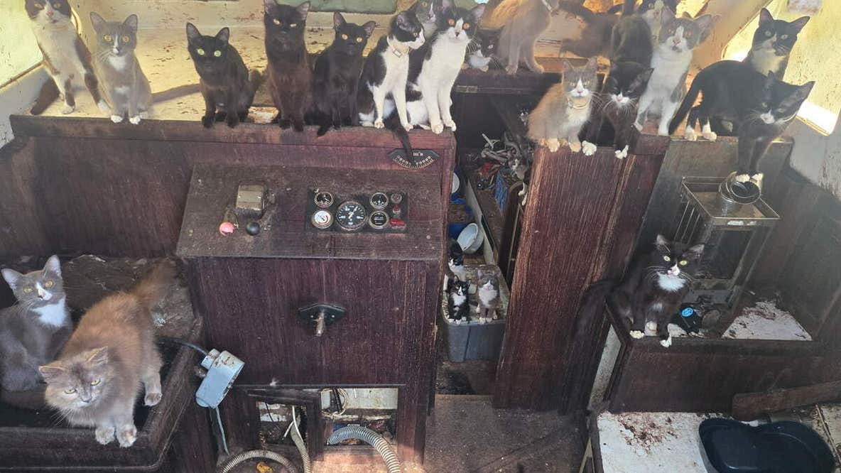 53 cats rescued from abandoned boat, taken to Tacoma shelter
