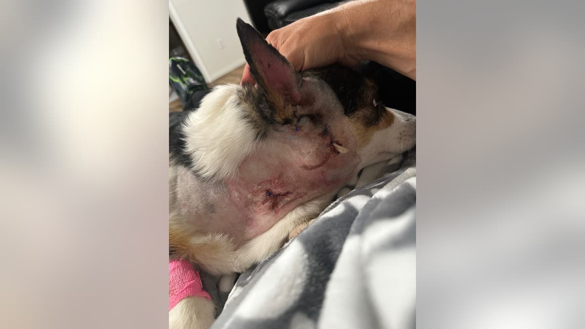 WA dog attack leaves corgis seriously injured, family 'devastated'