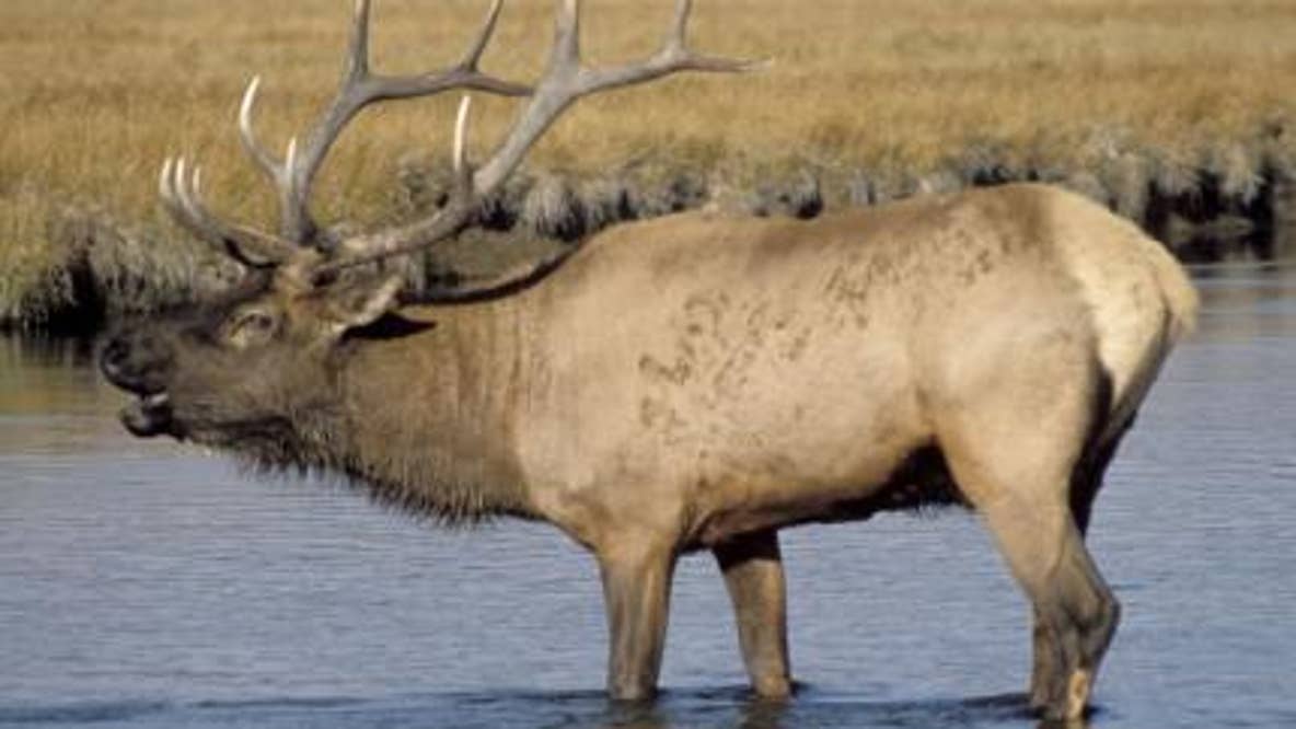 WA hunters called upon for input on potential rule changes about moose, elk and more
