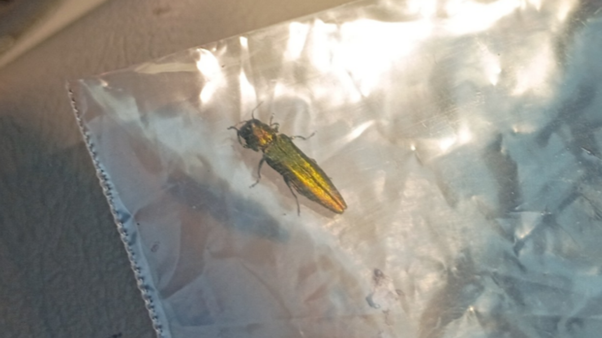 WSDA: Invasive, destructive beetle detected in Vancouver, WA