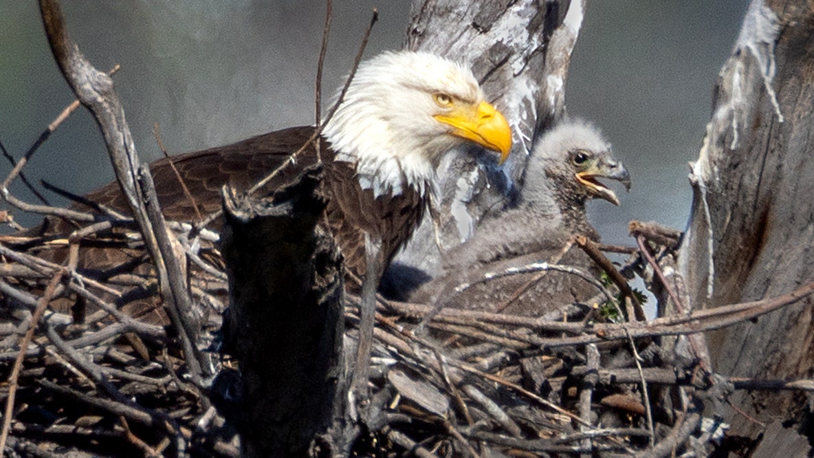 Famous CA bald eagle Jackie dies, fans around globe mourn viral star